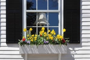 Window Boxes on Nantucket