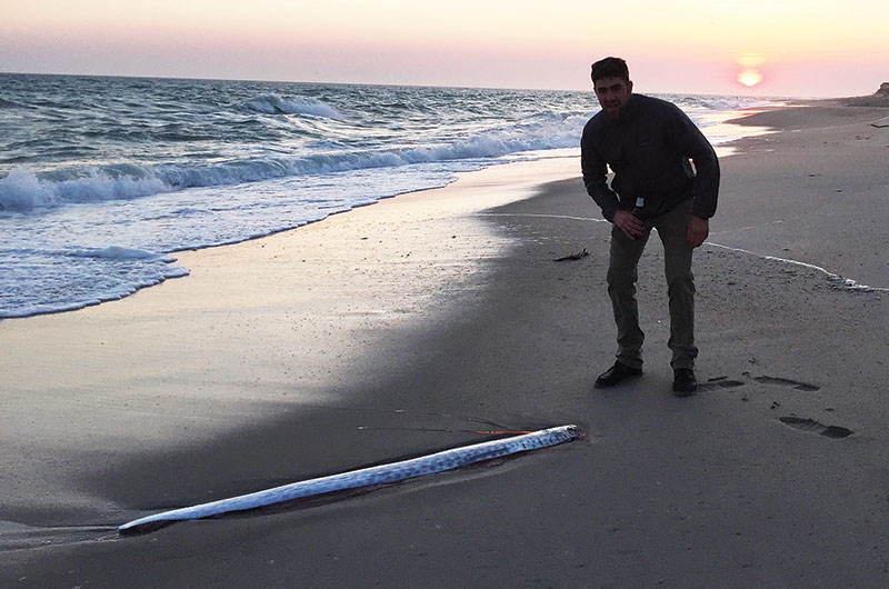 Giant Oarfish on Nantucket