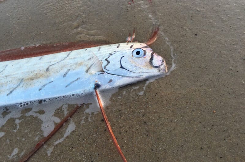 Giant Oarfish on Nantucket