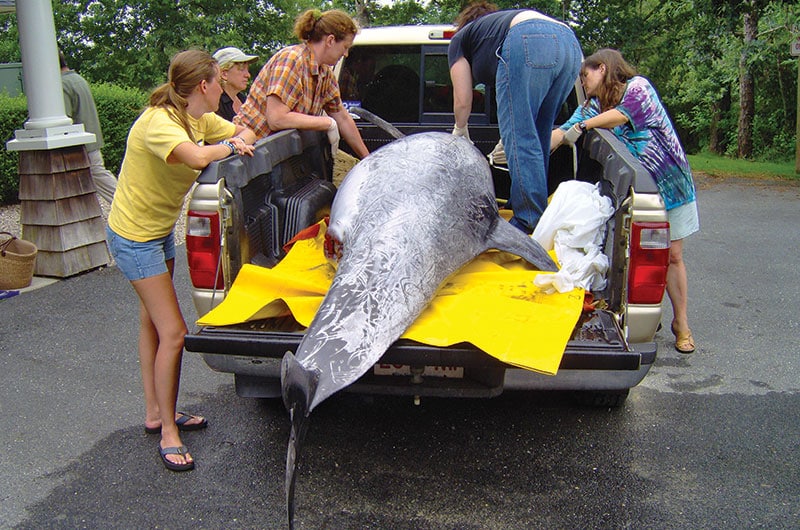 Risso's Dolphin