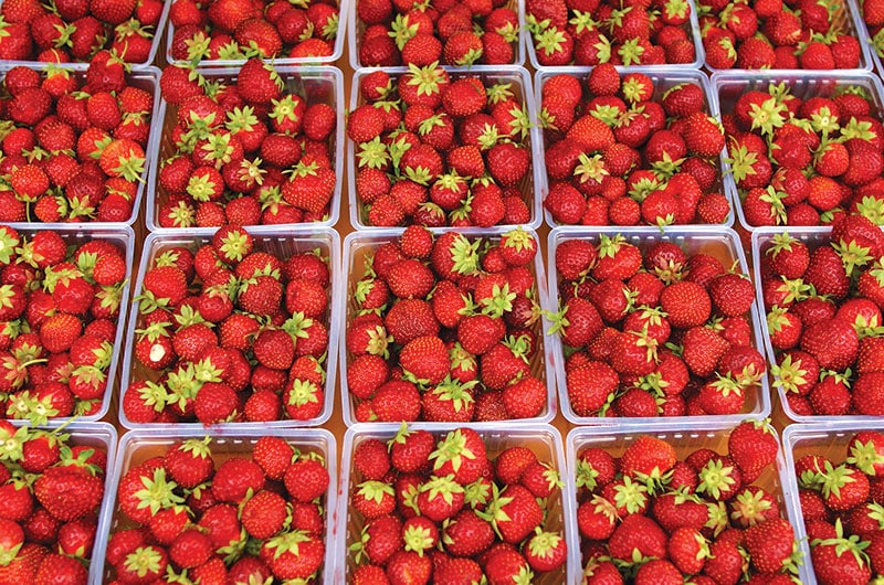 Nantucket Strawberry Festival | Bartlett's Farm | Nantucket, MA