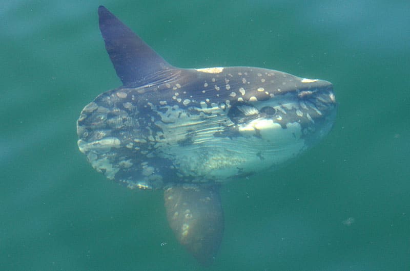 Ocean Sunfish | Mola Mola | seen off the coast of Nantucket