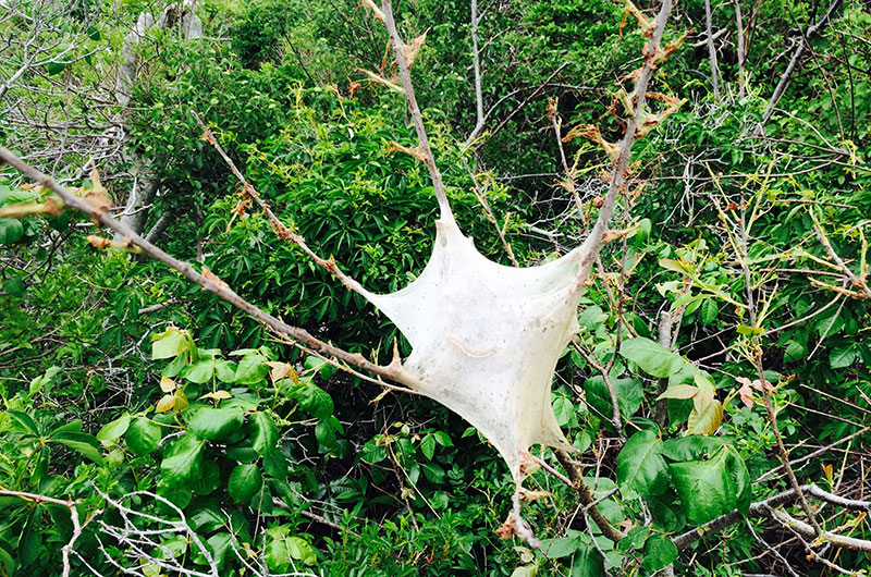 Tent Caterpillars | Nantucket, MA