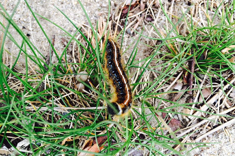 Tent Caterpillars | Nantucket, MA