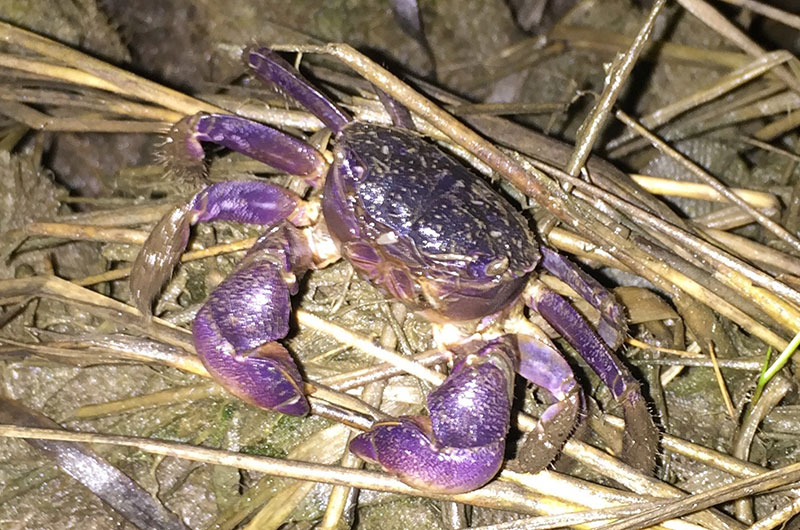 green crabs