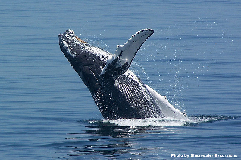 Humpback Whale | Nantucket, MA