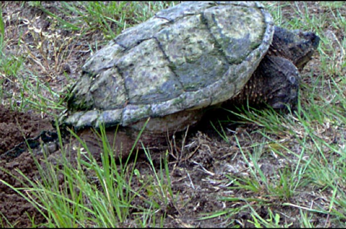 Monster from the Deep - Snapping Turtles - Yesterdays Island, Todays ...