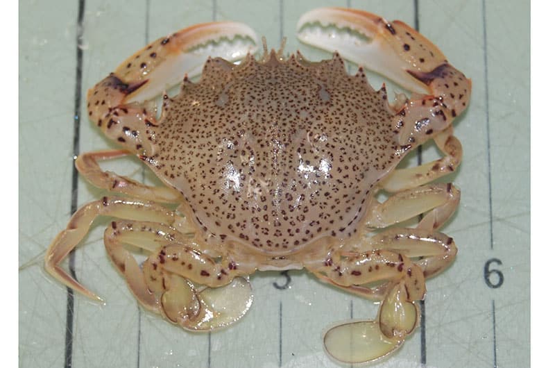crab-oktay