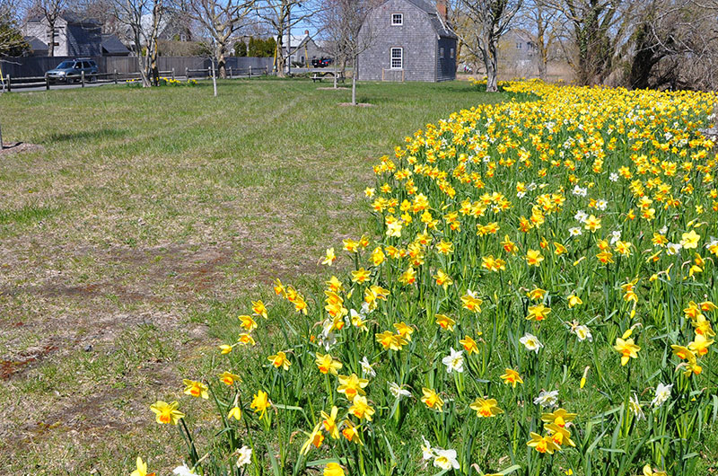 Arthur's Park | Nantucket, MA