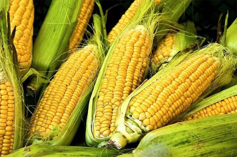Summer Corn Recipes | Nantucket, MA