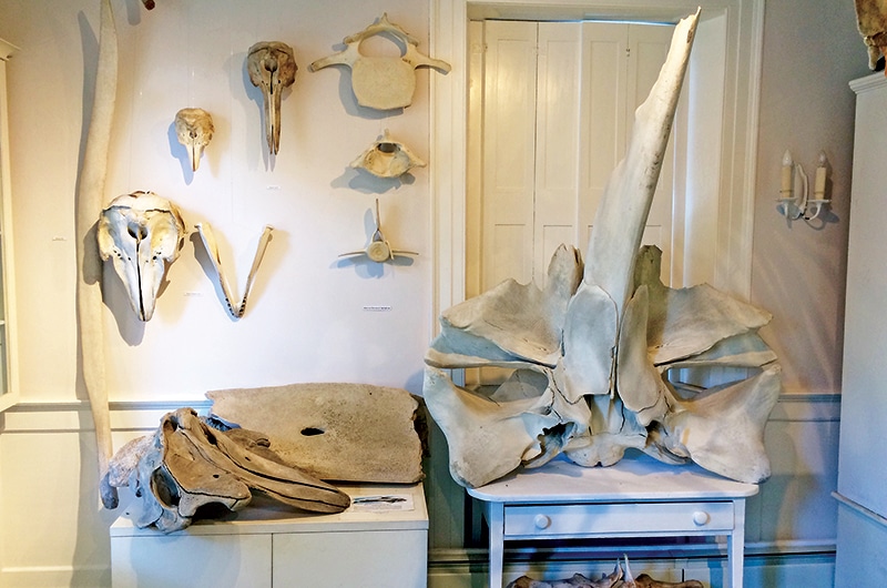 Right Whale Bones | Maria Mitchell Association, Nantucket, MA