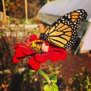 Nantucket pollinator garden