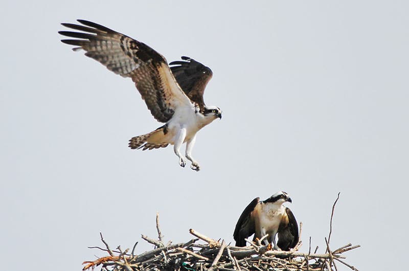 Nantucket Spring - Osprey nesting