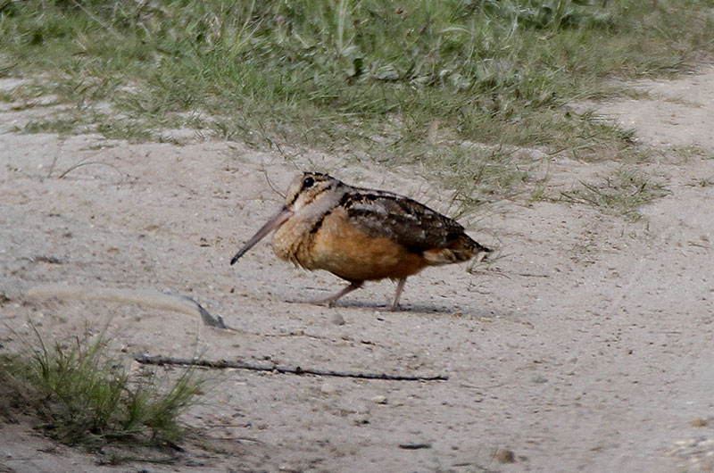 Nantucket Woodcock