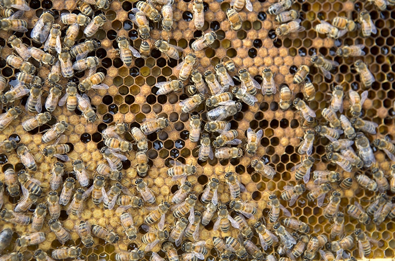 Beekeeping on Nantucket