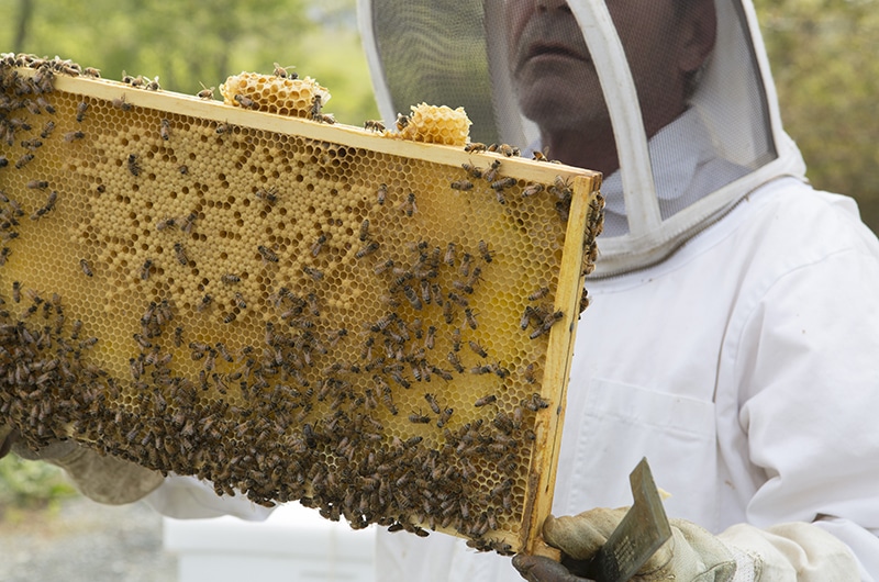 Beekeeping on Nantucket