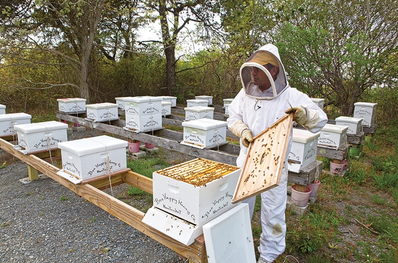 Beekeeping on Nantucket