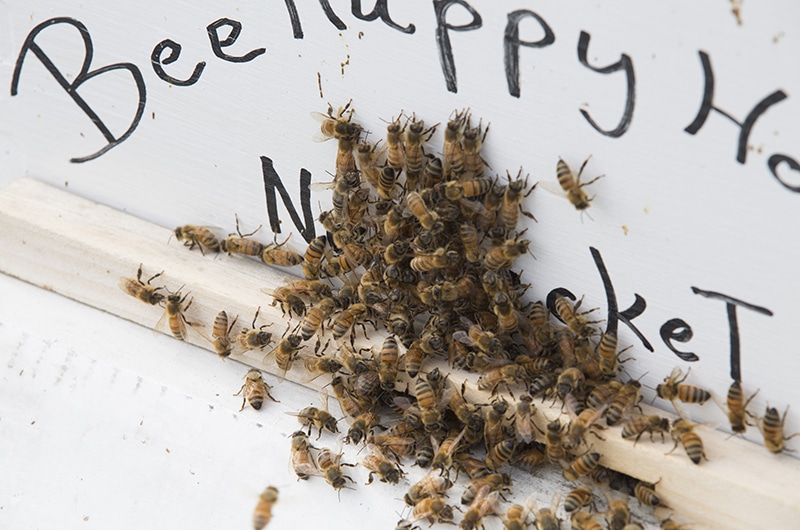 Beekeeping on Nantucket