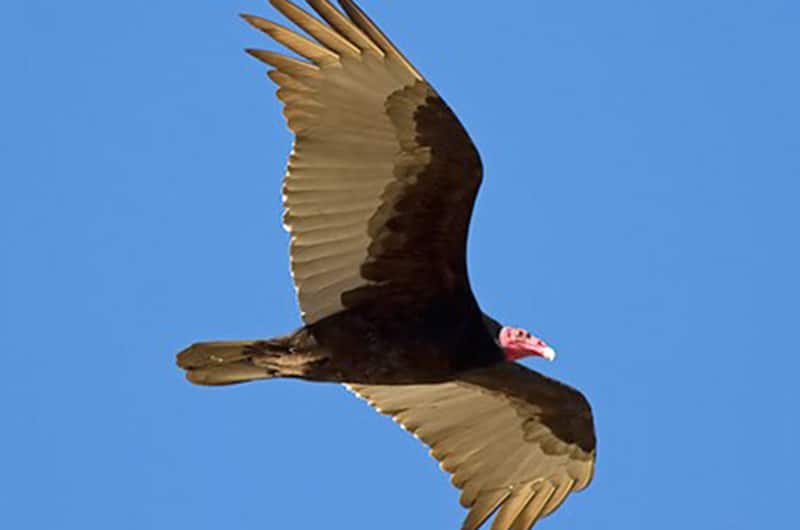 Turkey Vultures on Nantucket