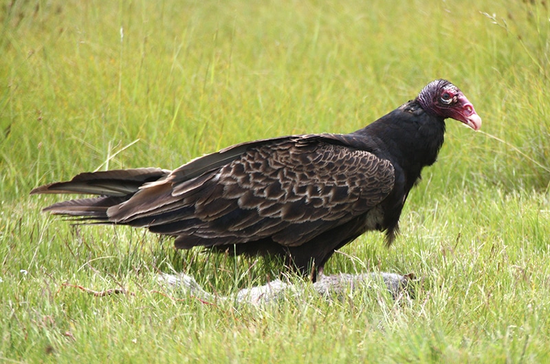 Turkey Vultures on Nantucket