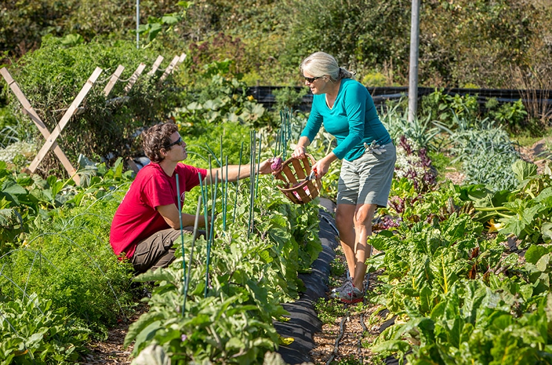 Sustainable Nantucket Community Farm