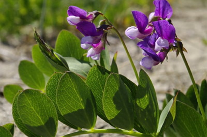 Wildflowers on Nantucket