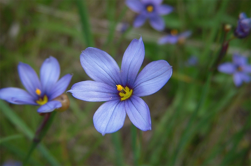 Wildflowers on Nantucket