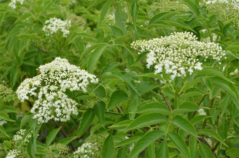 Wildflowers on Nantucket