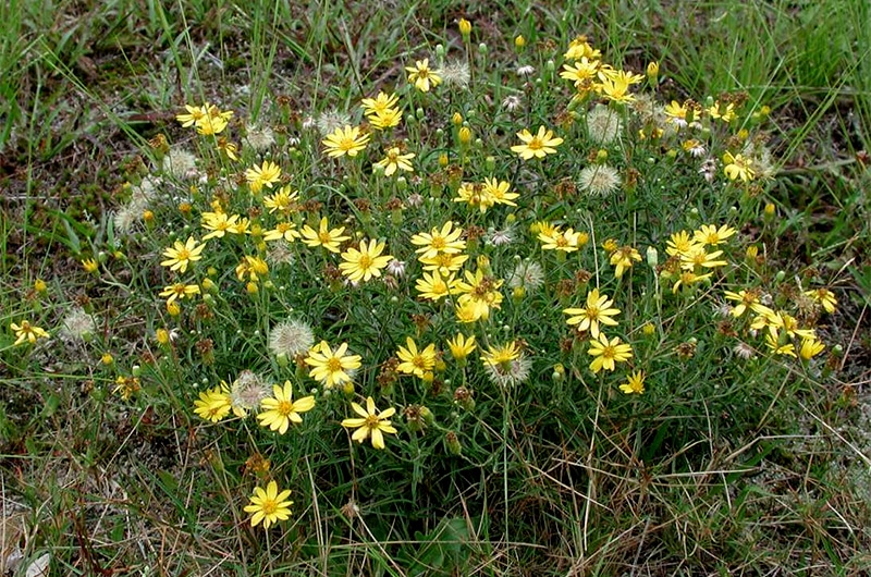 Wildflowers on Nantucket