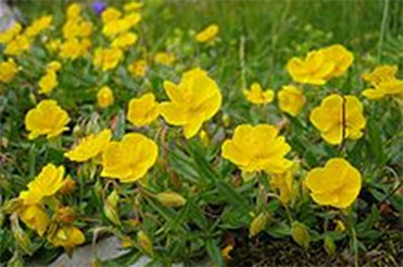 Wildflowers on Nantucket