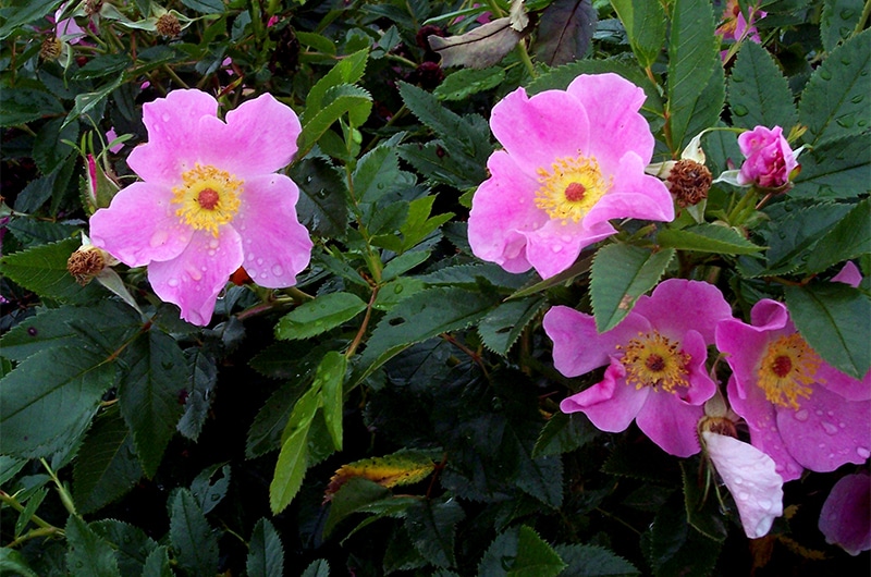 Wildflowers on Nantucket