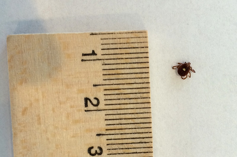 Ticks on Nantucket