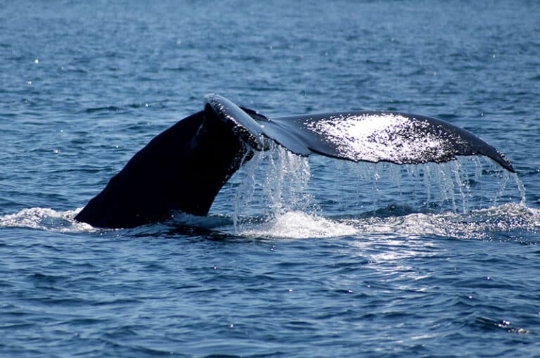 Have You Seen the Whales? | Yesterday's Island, Today's Nantucket