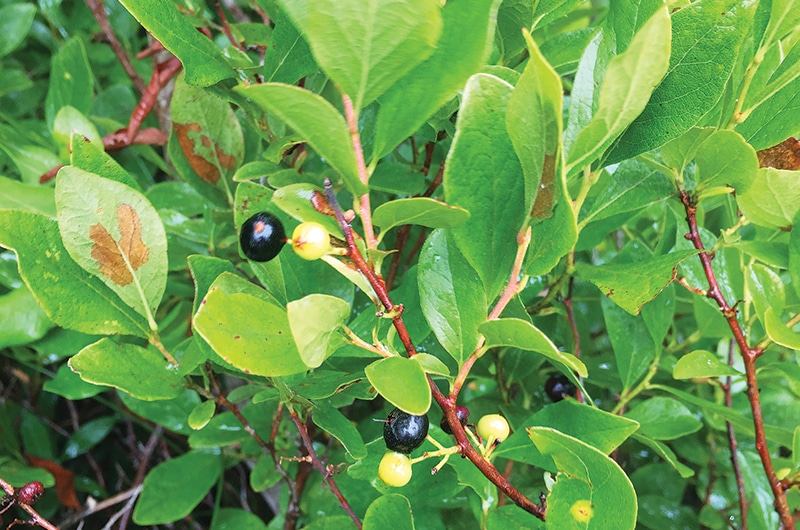 Foraging on Nantucket Island