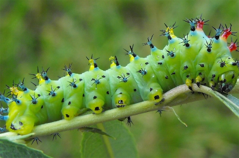 Cecropia Caterpillar