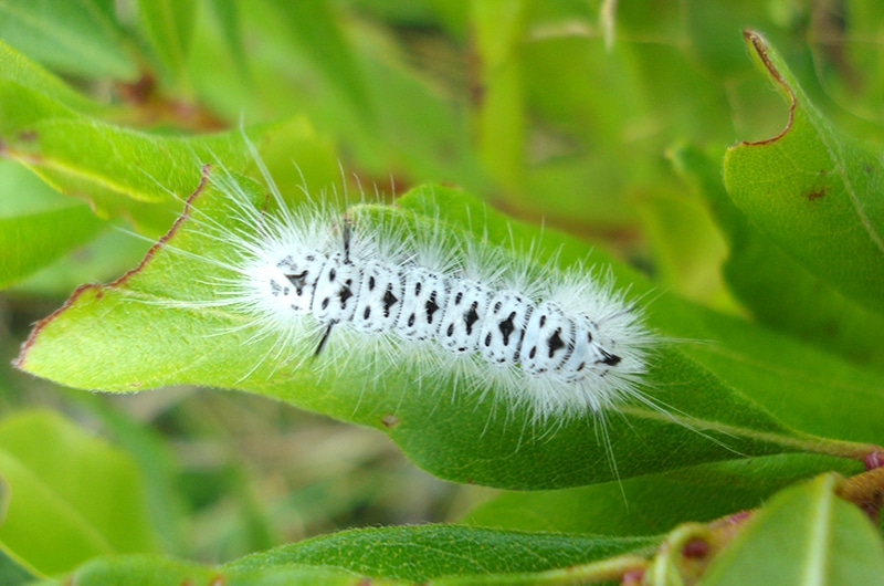 Hickory Tussock Moth Catepillar