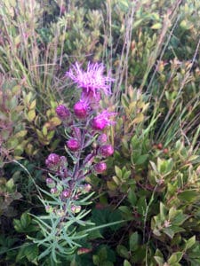 Nantucket Wildflowers