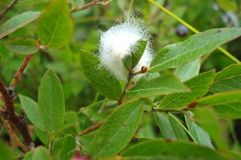 Puss Moth Caterpillar