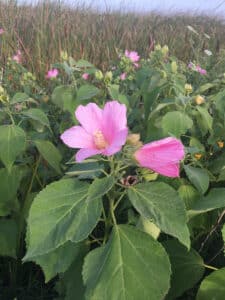 Nantucket Wildflowers