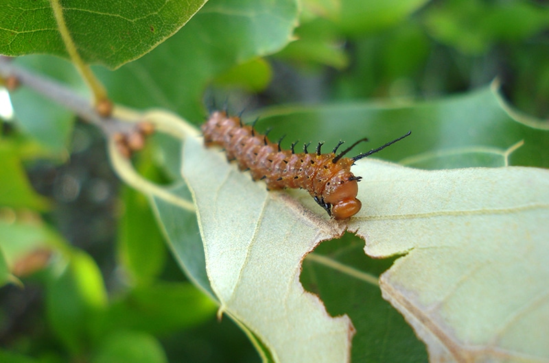 Spiny Oakworm Caterpillar