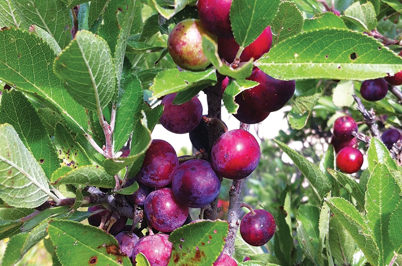 Foraging on Nantucket Island