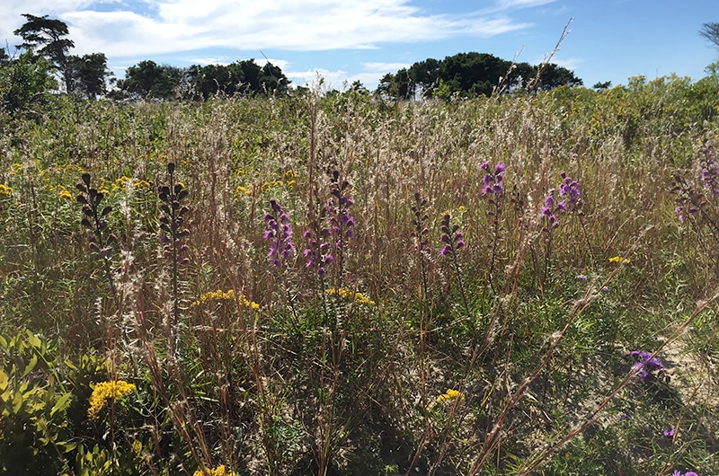 Nantucket Wildflowers