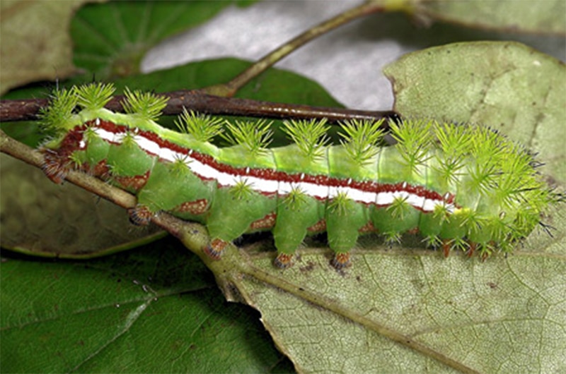 Io Caterpillar