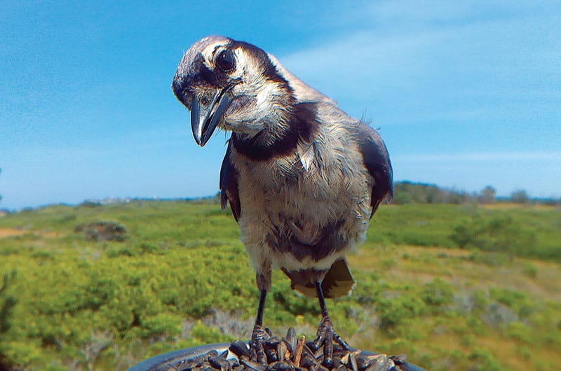 Blue Jay on Nantucket Island