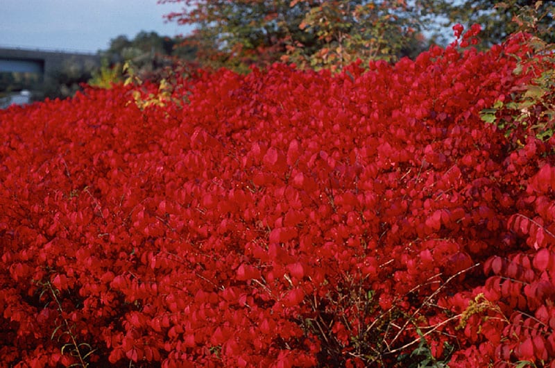 Burning Bush