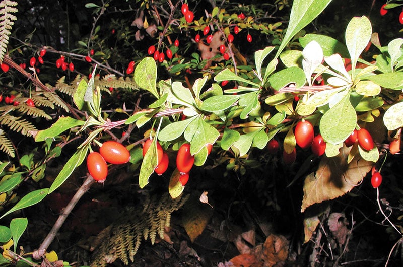 Japanese barberry