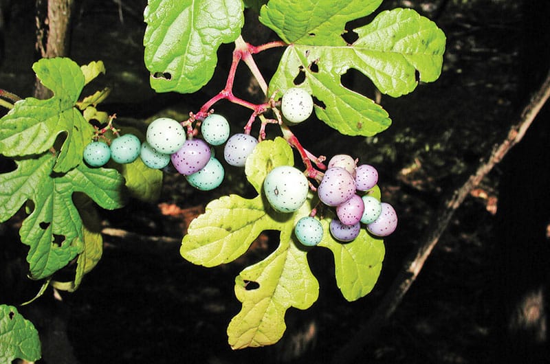 Porcelain Berry