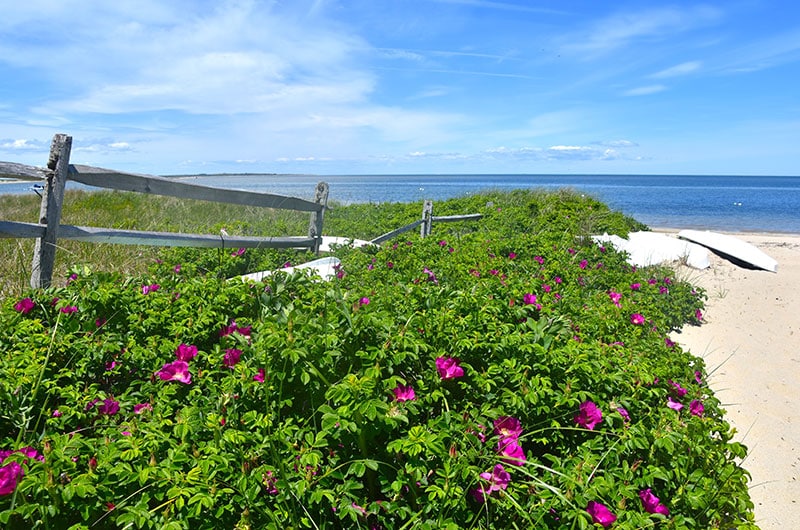 Second Place, Samantha Hassold, Rosa Rugosa in Madaket