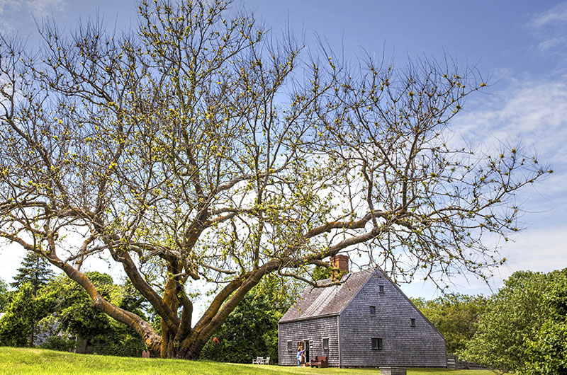 First Place, Tom Griswold, Oldest House in Spring