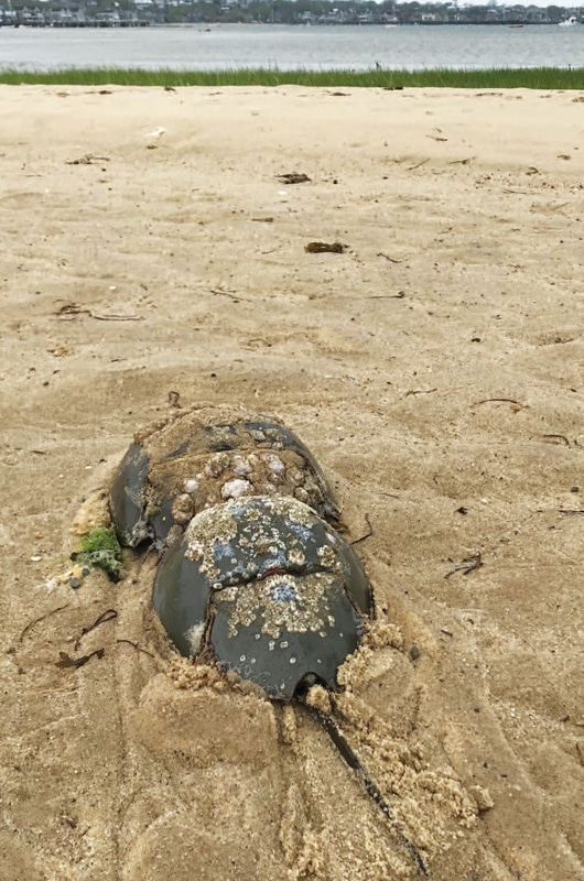 Horseshoe Crab | Nantucket, MA